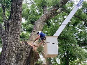 emergency tree removal