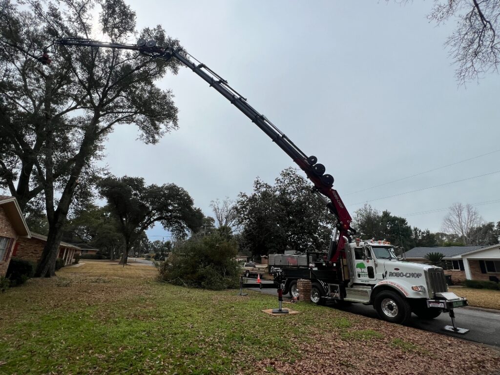Why Tree Trimming in Santa Rosa County Is Different From Other Places