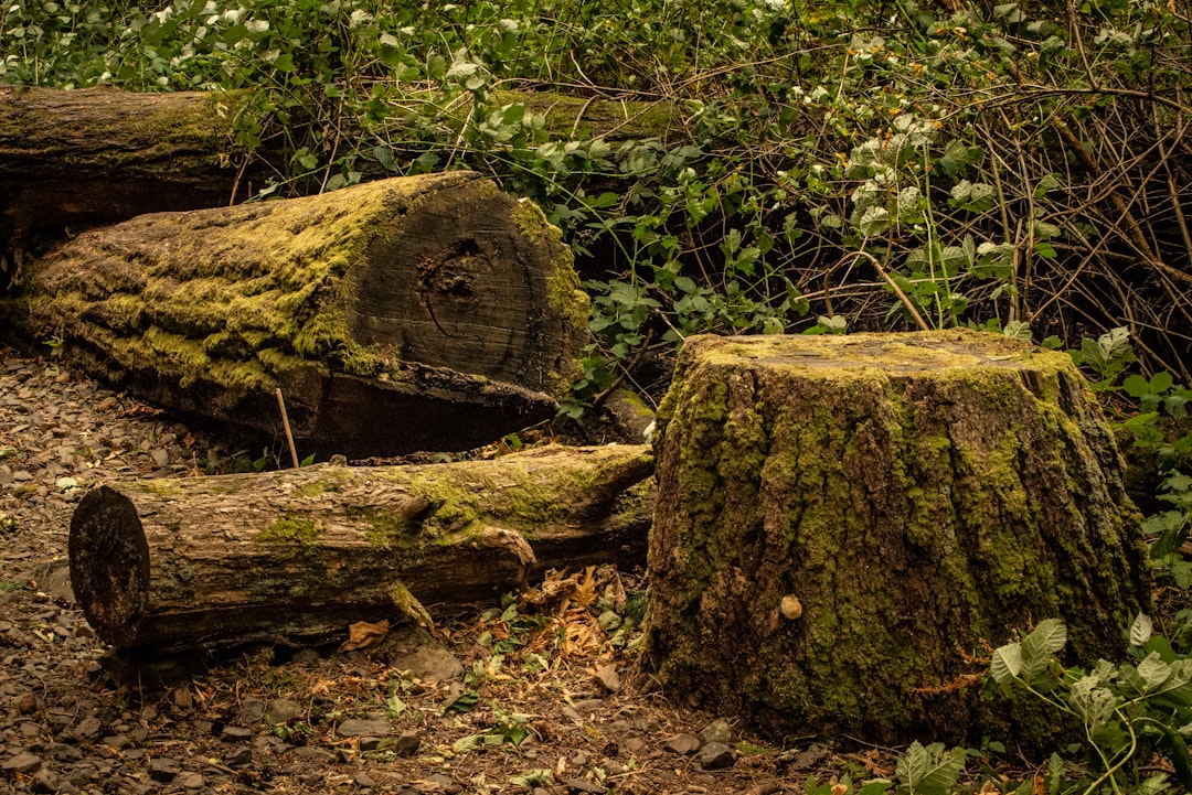 A couple of logs sitting on top of a forest floor